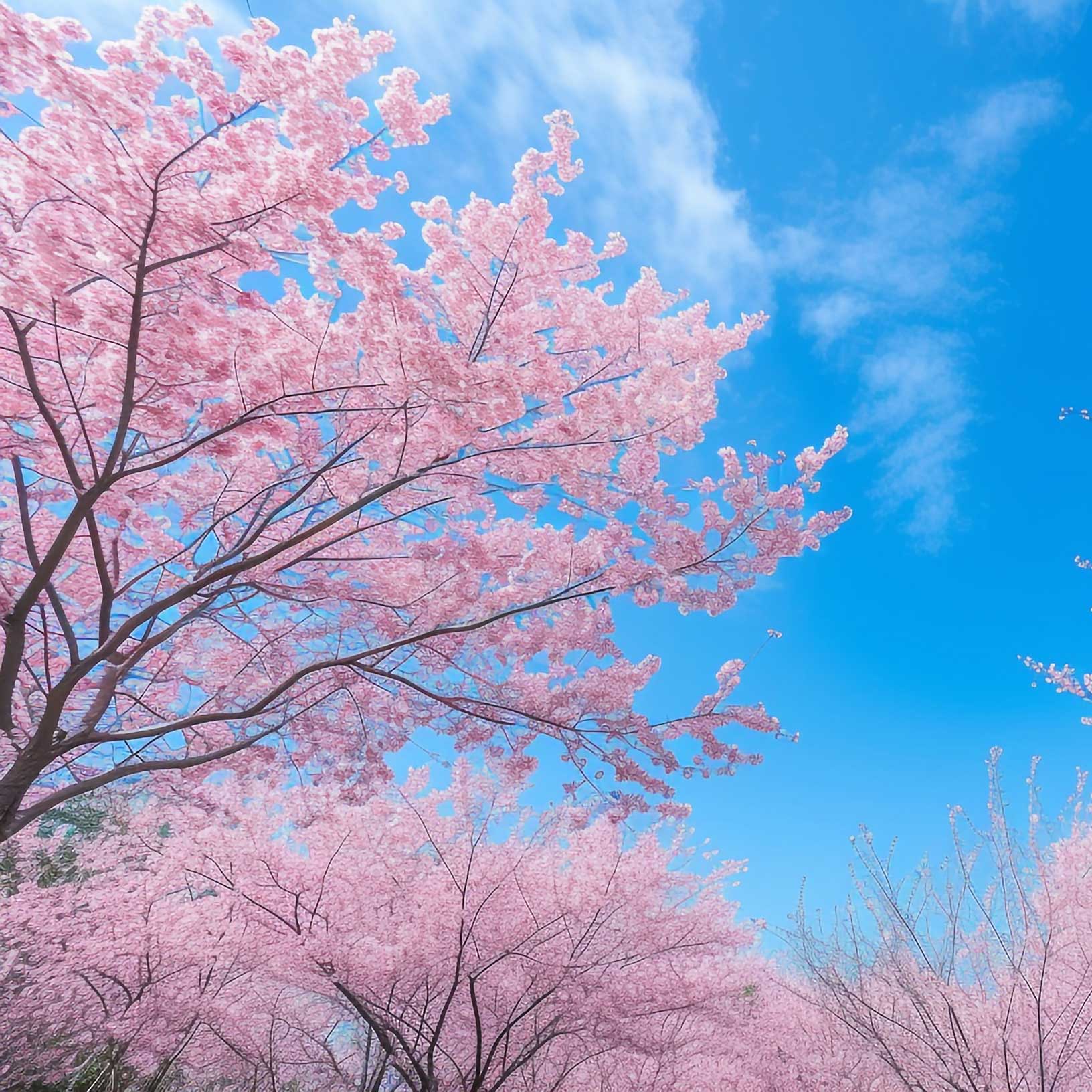 高齢者対応賃貸住宅 春日向(はるひなた)籠屋 施設案内